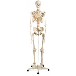 Esqueleto humano Stan A10  5 ruedas